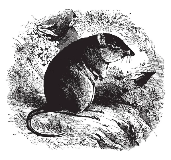 Potoroo ラット前部の足である 極めて並べ替えと長い後肢のもの ビンテージの線の描画や彫刻イラスト — ストックベクタ