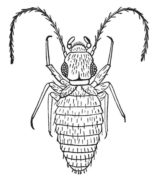 Könyv Tetű Egy Kis Puha Testű Amely Először Megjelent Perm — Stock Vector