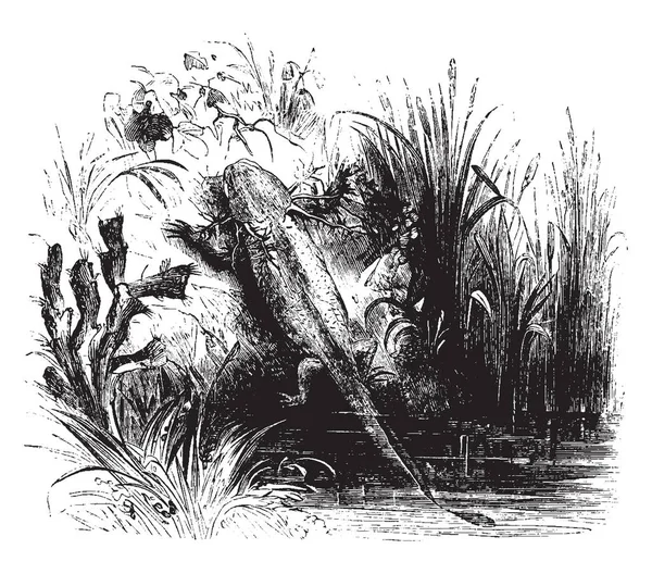 Axolotl Que Diez Quince Pulgadas Largo Color Marrón Grisáceo Manchado — Archivo Imágenes Vectoriales