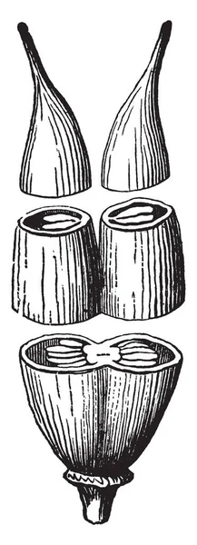 Ein Bild Von Zusammengesetzten Stempeln Bestehend Aus Zwei Zellen Stempeln — Stockvektor