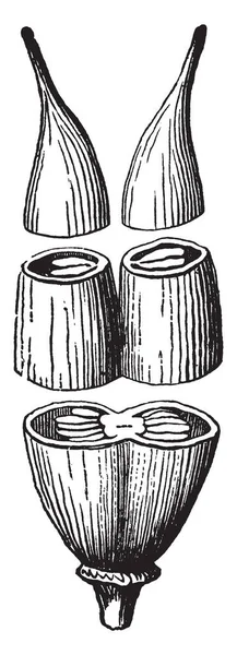 Uma Imagem Pistilo Composto Composto Por Duas Células Pistilos Desenho — Vetor de Stock