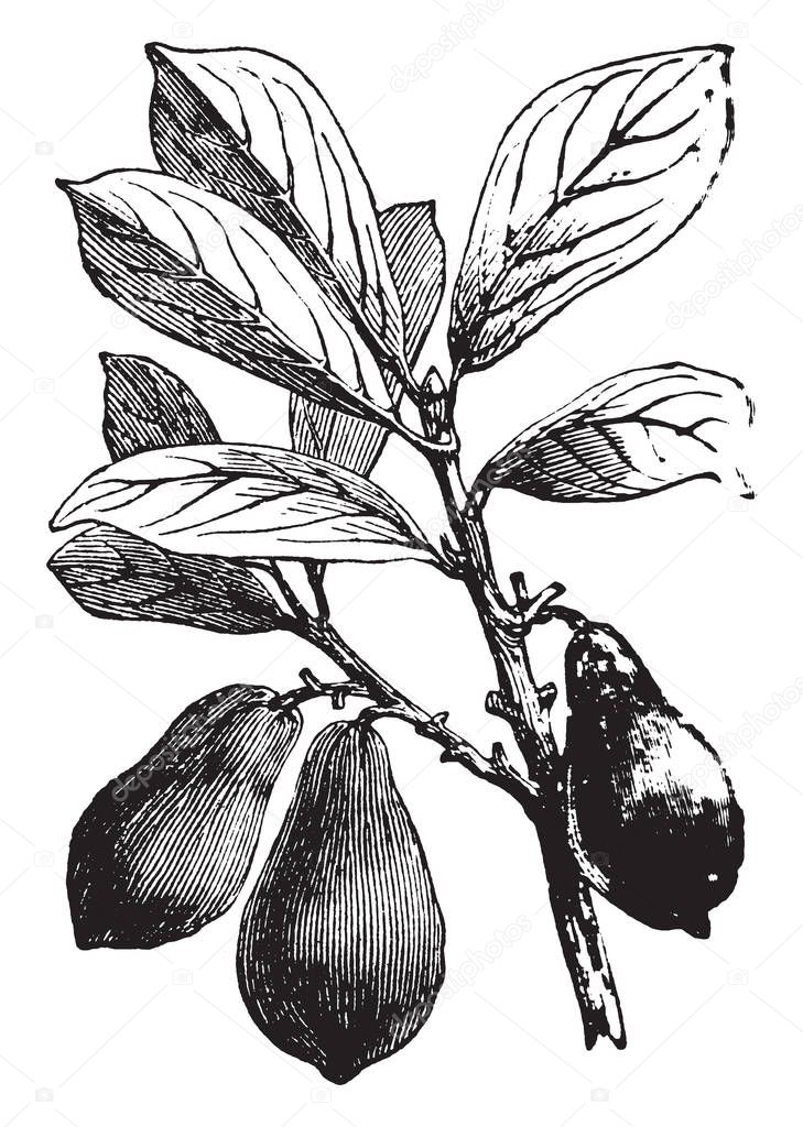 A picture of Avocado tree with leaves and fruits. It is also known as an alligator pear or butter fruit. The fruit is generally a pear-shaped, with a dark green, leather like outside and a soft cream, vintage line drawing or engraving illustration.