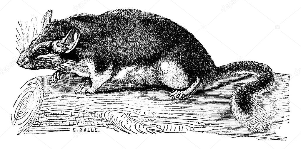 Dormouse, vintage engraved illustration. Natural History of Animals, 1880