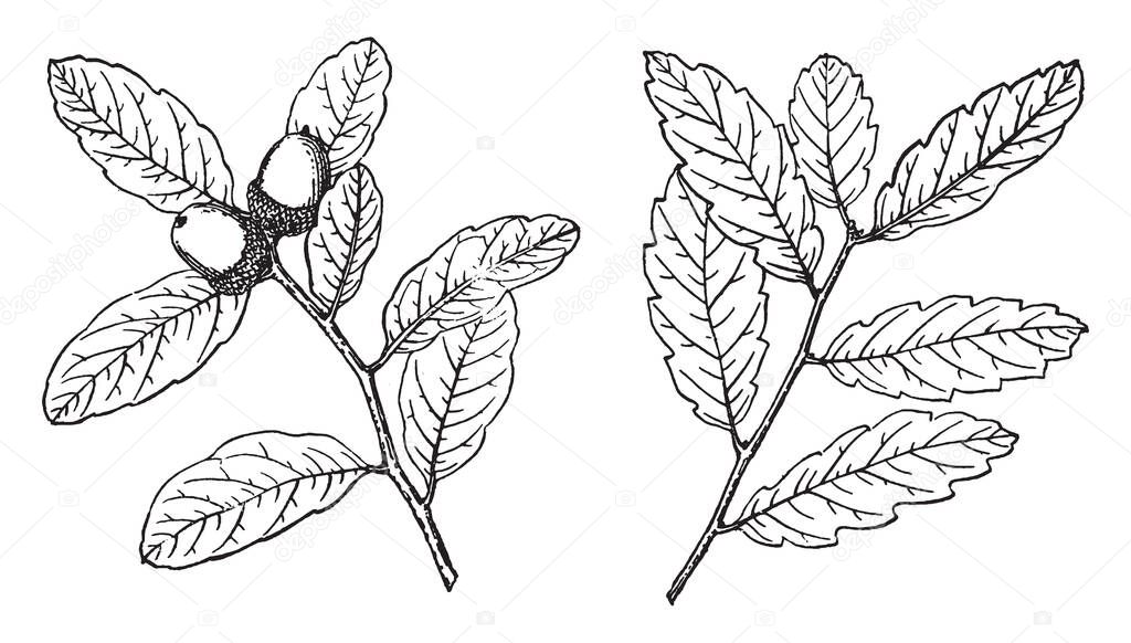 This is image of Branch of Pasadena Oak also known as Quercus Engelmannii. The leaves are leathery, 3-6 cm long and 1-2 cm broad, vintage line drawing or engraving illustration.