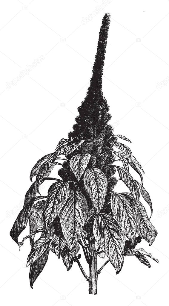 A picture shows Amaranthus Hypochondriacus Plants. It is an ornamental plant commonly known as Prince-of-Wales feather or prince's-feather. The flowers are deep crimson & leaves are purplish in color, vintage line drawing or engraving illustration.