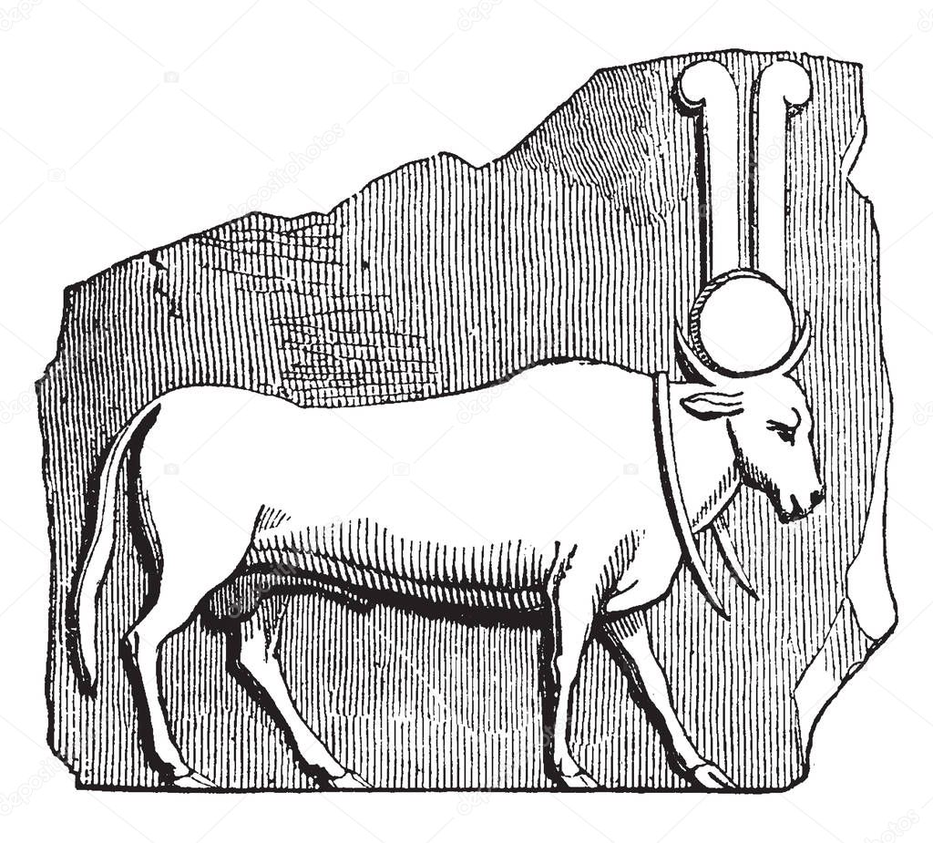 In this image the bull standing near a wall and a bull wear are big necklace, vintage line drawing or engraving illustration.