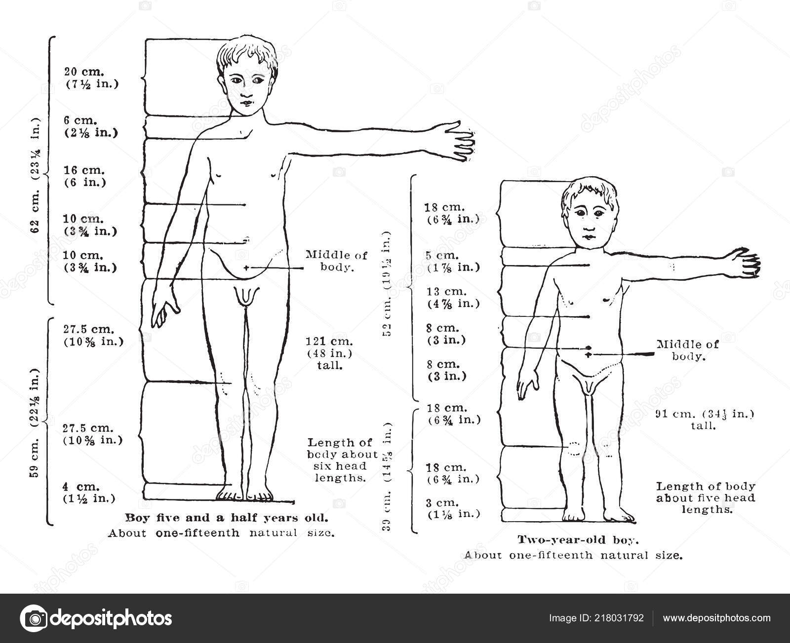 Proportions Health Child's Body Head Size Years Age Vintage Line Stock