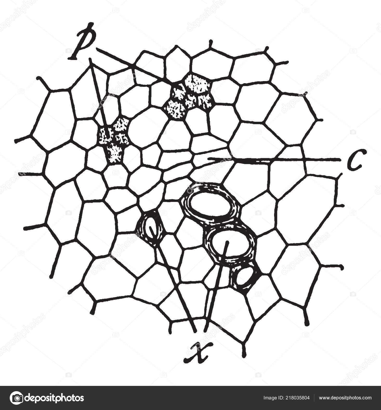 Image Showing Vascular Bundle Vascular Bundle Part Transport System