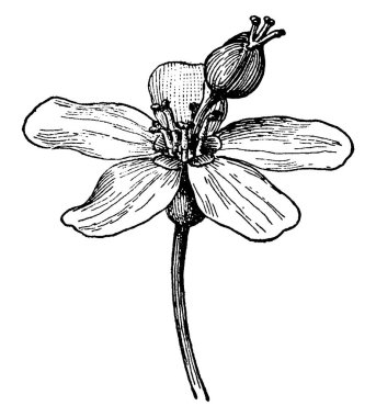 Düz ve pürüzsüz, bud, vintage çizgi çizme veya oyma illüstrasyon gibi biraz üzerinden çiçek yaprakları.