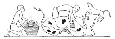 Hayvanlar markalar demirle, vintage illüstrasyon kazınmış.