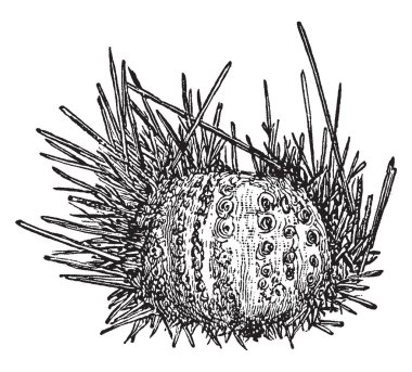 Deniz urchines, vintage çizgi çizme veya oyma illüstrasyon cins Diadema.