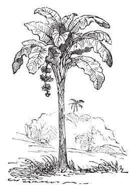 Bitki tarayıcı görüntü. Vektör illustratuion