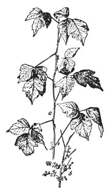 Zehirli sarmaşık, zehirli Asya ve Doğu Kuzey Amerika çiçekli bitki, vintage çizgi çizme veya oyma illüstrasyon olduğunu.