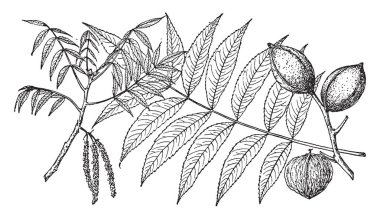 Bu resimde su Hickory ağacının iki dalı vardır. Bu şube iki meyve vardır. Bu şube paralel yaprakları vardır. Hicoria aquatica, vintage çizgi çizme veya oyma illüstrasyon da bilinir.