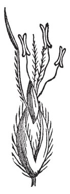 Bu çiçek resmi vardır. Bunu büyüyen. Oval çiçek şekil. Anter çiçek üst tarafında büyüyor. Küçük bıçak büyümek Yakası, vintage çizgi çizme veya oyma illüstrasyon.