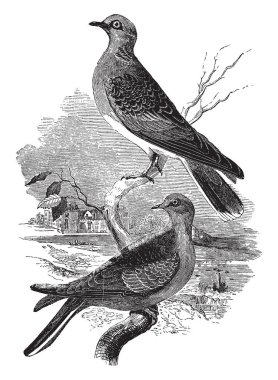 Bir şube, vintage çizgi çizme veya oyma illüstrasyon roosting kaplumbağa güvercinler.