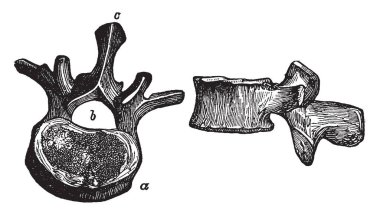 Bu resimde bir omur, vintage çizgi çizme veya oyma resimde iki görünümünü temsil eder..