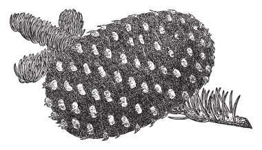 Abies Magnifica, Shasta kırmızı köknar bilinen büyük, yaprak dökmeyen, iğne yapraklı ağaçta Pinaceae (çam) aile yerel alanlarda serin soğuk nemli iklimlerde, vintage çizgi çizme veya oyma illüstrasyon Kuzey-Batı ABD olduğunu.