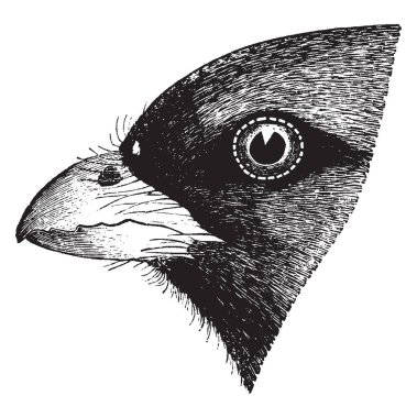 Bu resimde bakır kuyruklu Trogon, vintage çizgi çizme veya oyma illüstrasyon temsil eder..