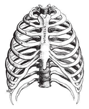 Kaburga uzun düz ve göğüs biraz viraj eğri kemikler bir varil, vintage çizgi çizme veya oyma illüstrasyon çember gibi.