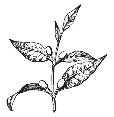 Bu yaygın olarak hangi kahve hazırlanır, çekirdekleri vintage çizgi çizme veya oyma illüstrasyon için sıcak bölgelerde ekili çılgına dönebilir aile (cins Coffea ve özellikle C. arabica ve C. canephora) eski dünya tropikal bitki.
