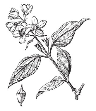 Bir dal çalı, vintage çizgi çizme veya oyma illüstrasyon akan tatlı var sahte turuncu bitki gösteren bir resim.