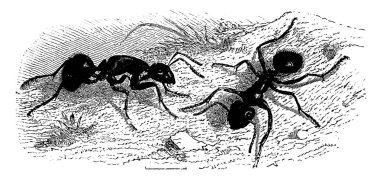 Karıncalar (çok büyük), eski oyma resimler. La Vie dans la nature, 1890.
