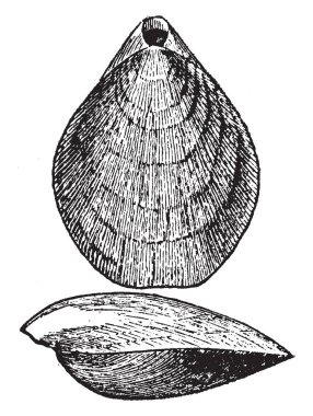 Terebratulina Septentrionalis Kuzey Atlantik kıyısında, vintage çizgi çizme veya oyma illüstrasyon.
