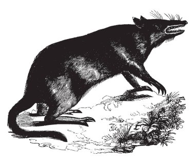 Uzun burunlu Bandicoot bulunan Doğu Avustralya, vintage çizgi çizme veya oyma illüstrasyon bandicoot familyasından bir.