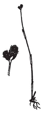 Bitki listesi türler sırası 131 bilimsel bitki adları cins Fuirena için içerir. Yaprak-kaplamalar kök dağınık