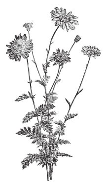 Bir böcek Roseum gösteren bir resim. Onun çiçekler, sarı merkezleri ile tipik olarak beyaz. Kök çok uzun ve ince, vintage satır çizim veya gravür illüstrasyon.