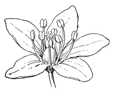 Karabuğday ortak buğday ve Japon buğday bilinir. Küçük beyaz çiçekler dallar sonunda kümeleri. Çiçekleri pembe nedir, klasik çizgi çizme veya oyma resimde var.