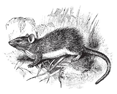 Guyenne dikenli faredir dikenli fareler, vintage çizgi çizme veya oyma illüstrasyon Echimyidae ailesinin bir kemirgen.