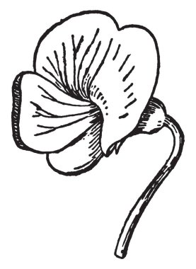 Çiçek açık mavi rengi. Büyük üst petal ve iki alt yaprakları kez birlikte, vintage çizgi çizme veya oyma illüstrasyon erimiş.