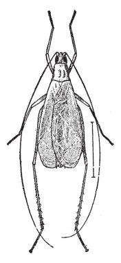 Ağaçlar ve çalılar, vintage çizgi çizme veya oyma illüstrasyon yaşıyor karlı ağaç kriket.
