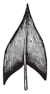 Bu yaprakları orta yuvaları, bir ok boyun, vintage çizgi çizme veya oyma illüstrasyon gibi üst kısmı ayrılır.
