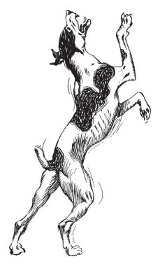 Bir köpek bir duvar, vintage çizim için tırmanmaya çalışırken veya illüstrasyon oyma.