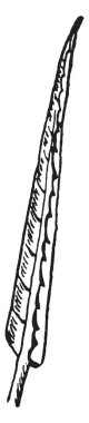 Convolute yaprak görüntüsü. Yaprak dar-derimsi, uzun ve konik, vintage çizgi çizme veya oyma illüstrasyon.