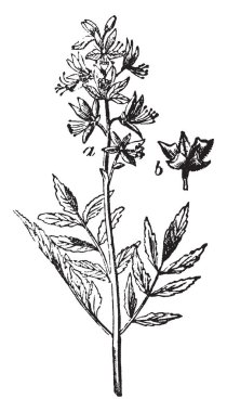 Bir resim Dittany gösterir. Nane ailesine ait ve Kuzey Amerika'ya özgü.