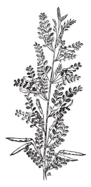 Cins Caragana ağaçsı üye olan bir bitki Merkezi ABD kuru bölgelerinde hedges için ve barınak kemerleri, vintage çizgi çizme veya illüstrasyon oyma kullanılır yoğun.