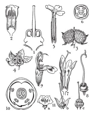 Bu resimde sipariş Hodangiller, verbenaceae, labiatae ve nolanaceae, vintage çizgi çizim çiçekler veya illüstrasyon oyma.