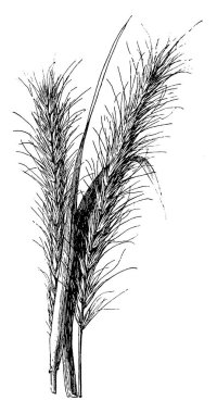 bitki görüntü. Vektör çizim