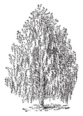Bir tam yetişkin Betula ağacı, vintage çizgi çizme veya oyma illüstrasyon.