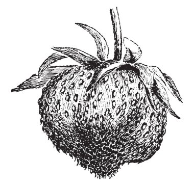 Bir meyve Bitki çilek Nubbin çilek cins, vintage çizgi çizme veya oyma resimde ortak gösteren bir resim.
