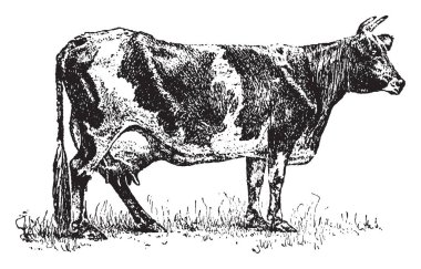 Süt, vintage çizgi çizme veya oyma illüstrasyon üretimi için uygun süt ineği.