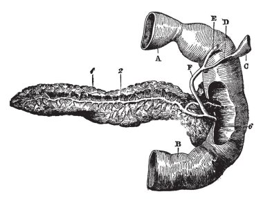 Bu resimde arka görünümü, pankreas, vintage çizgi çizme veya oyma illüstrasyon temsil eder..