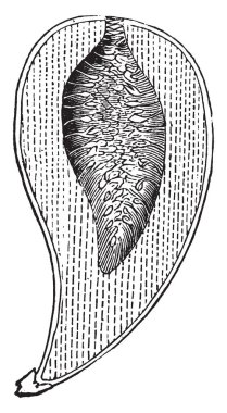 Meyve incir ağacı, vintage çizgi çizme veya oyma illüstrasyon.
