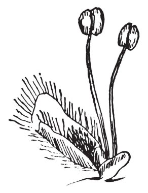 Willow, vintage çizgi çizme Staminate çiçek gösterilen veya illüstrasyon oyma bir resim.