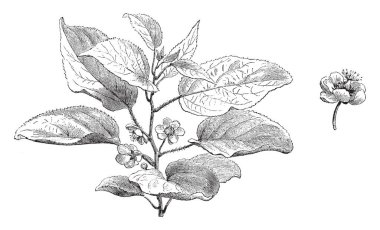 Actinidia Volubilis çalı bitki görüntüsü. Çiçekler soliter veya aksiler cymes içinde genellikle beyaz, küçük yaprakları, vintage çizgi çizme veya oyma illüstrasyon.