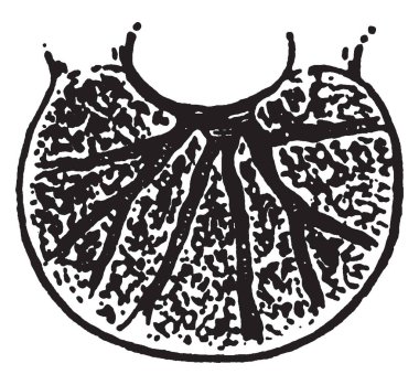 İnsan bir omur yapısı, vintage çizim için gösterilen veya illüstrasyon oyma bir bölümünü.